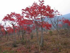 山東火炬，山東可信賴的火炬苗生產(chǎn)基地