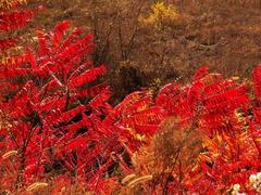 供應(yīng)山東至好的火炬樹_專業(yè)種植火炬