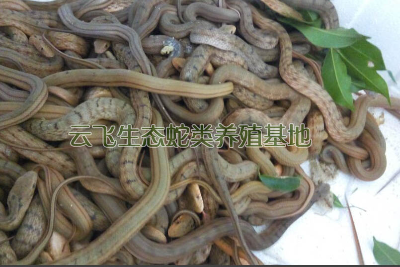 廣西水律蛇蛋供應(yīng)_南寧優(yōu)質(zhì)的水律蛇蛋供應(yīng)