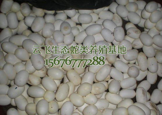 廣東水律蛇苗——廣西具有口碑的水律蛇苗生產基地