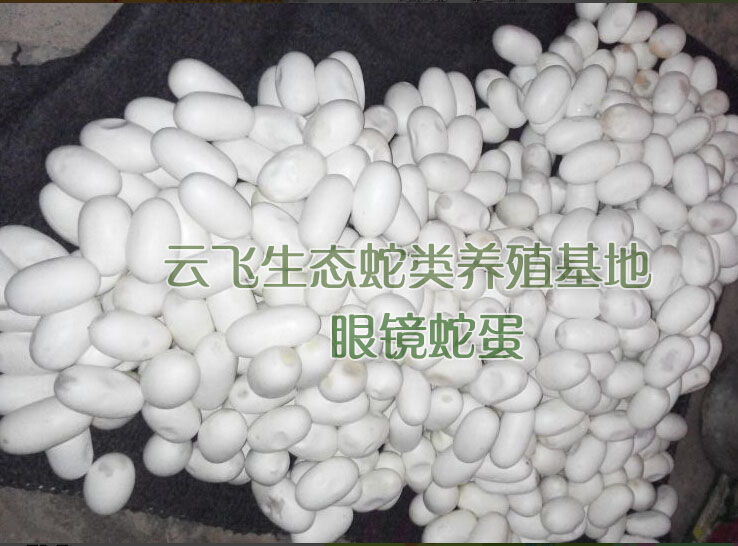廣西哪里有五步蛇供應(yīng) 貴州五步蛇功效