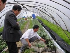 西瓜专用膜生产厂家：大量供应实惠的西瓜专用膜