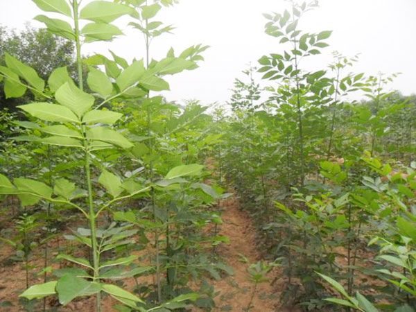 濟寧優質白蠟小苗首推鴻基苗木：信譽好的濟寧白蠟種植基地