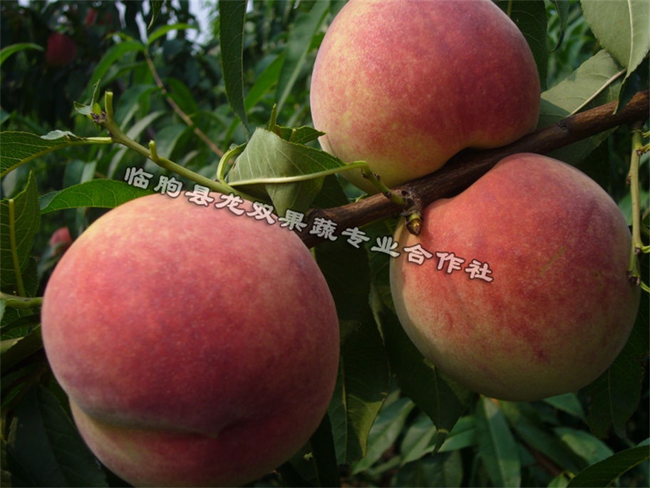 【雙紅蟠桃樹苗||高產桃樹苗||雙紅蟠桃樹苗供應】龍雙果蔬