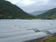 消霧膜供應_濰坊地區好用的流滴膜在哪兒買