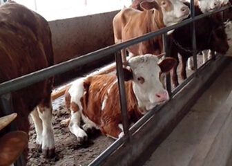 【莱州肉牛】莱州肉牛 山东肉牛 莱州肉牛养殖基地