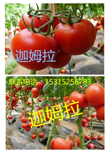 【抗病毒西紅柿種子】供應荷蘭西紅柿種子、高產耐高溫西紅柿種子
