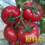 晨宏種業供應抗TY番茄種子、西葫蘆種子、黃瓜種子、辣椒種子
