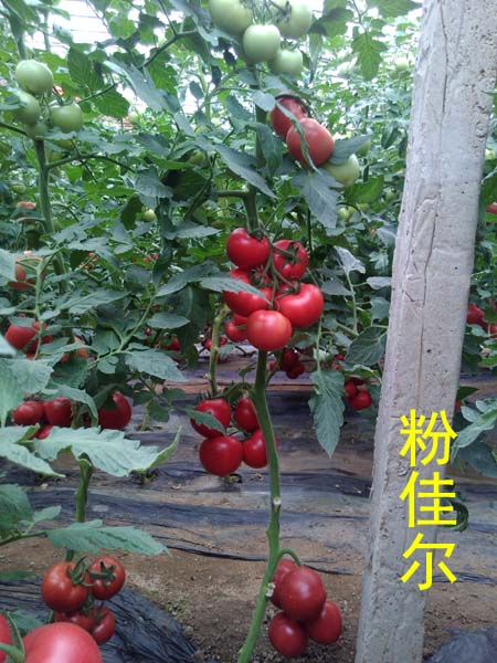 供應(yīng)荷蘭抗TY病毒西紅柿種子、優(yōu)質(zhì)高產(chǎn)番茄種子。