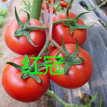 優質進口番茄種子供應商哪家好_耐高溫高產西紅柿種子廠家