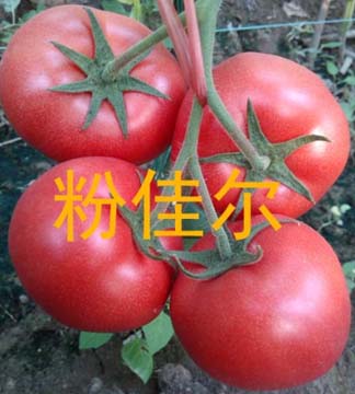 越夏耐高溫西紅柿種子【大果型高產(chǎn)番茄種子】