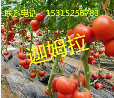 如何購(gòu)買抗TY病毒西紅柿種子|以色列進(jìn)口西紅柿種子