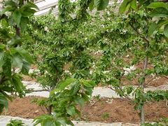 黑色甜菜葡萄_想要優(yōu)惠的葡萄苗就來一邊倒果樹研究所