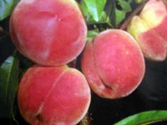 菏澤七月鮮桃：口碑好的七月鮮桃優(yōu)選大豐收苗木場