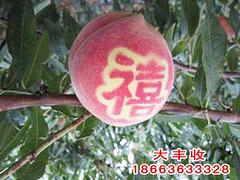 山東占地桃苗供應基地|果樹苗種植基地