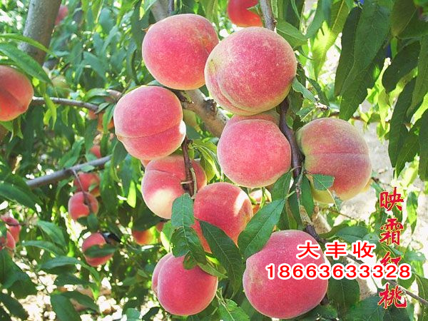 金秋蜜桃苗【批發(fā)】【基地】//山東金秋蜜桃苗價(jià)格//大豐收