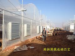 連棟溫室大棚首推萬(wàn)紅溫室園藝工程公司：專(zhuān)業(yè)的種植