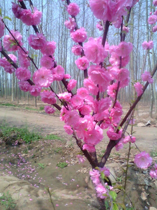 山东?3公分菊花碧桃小苗|?3公分菊花碧桃小苗报价