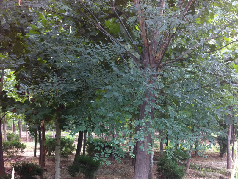 廣東大型菊花碧桃種植基地！自產自銷優質菊花碧桃  誠信為本