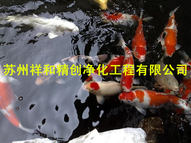 {yl}的魚池水池里：江蘇專業(yè)的魚池水處理過濾凈化推薦