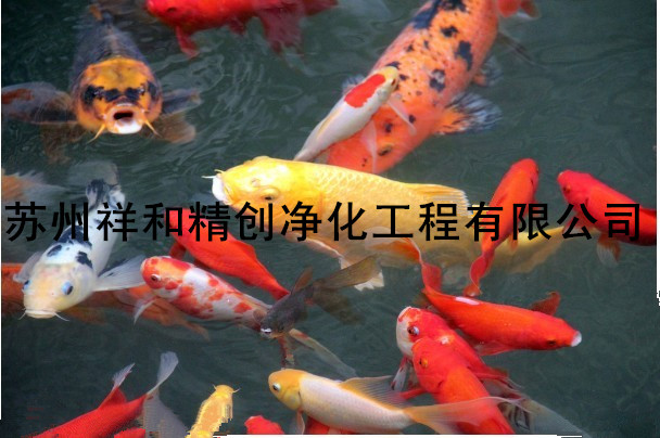 親，您家魚池水發綠了發臭怎么辦，元芳幫你解決。