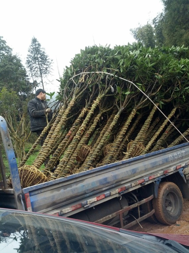 四川桂花树 供应