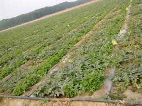 【專業(yè)可靠】山東節(jié)水灌溉設(shè)備廠家直銷