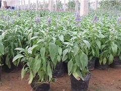 大量供應實惠的薰衣草 薰衣草基地