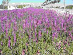 孔雀草批發：山東合格的夏堇生產基地