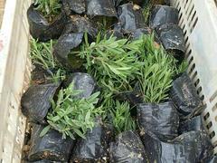 紫花鼠尾草哪家優(yōu)惠：優(yōu)質(zhì)的鼠尾草洺瑜花卉苗木供應(yīng)