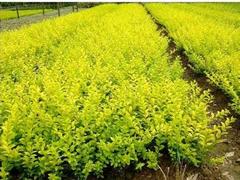山東宿根草花 供應(yīng)濰坊具有口碑的萬壽菊