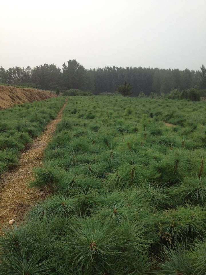 湖南側柏小苗基地，幼苗培育基地，價格合理，量大從優(yōu)