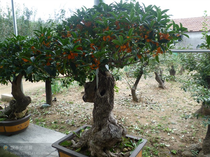 洛陽桂花小苗提供專業(yè)嫁接管理知識，桂花品種齊全，成活率高