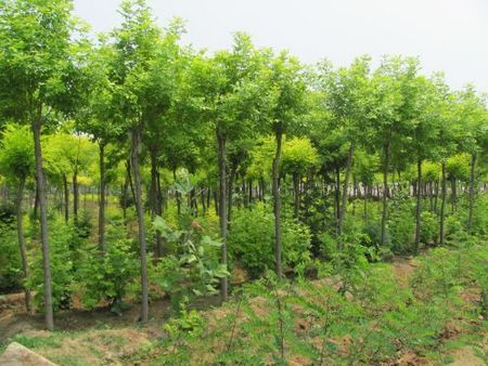 白蠟種植技術_白蠟栽培技術_白蠟管理，白蠟種植基地。