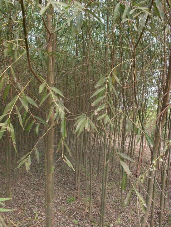 濟(jì)南垂柳銷售基地—樹海柳樹基地【高成活率】批發(fā)價(jià)格更優(yōu)惠