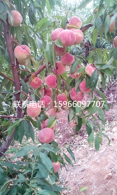 齊魯巨紅價(jià)格*齊魯巨紅銷售*齊魯巨紅基地*齊魯巨紅批發(fā)