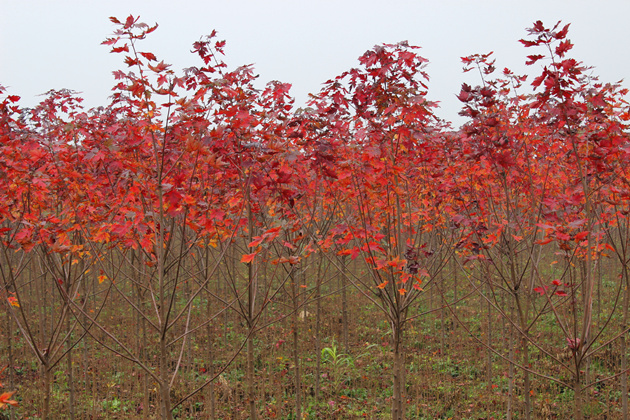 大量出售山東美國(guó)紅楓秋火焰_美國(guó)紅楓秋火焰基地