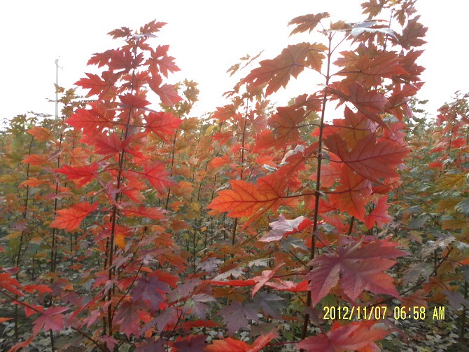 【包郵哦】山東抗凍國(guó)旗紅紫薇基地