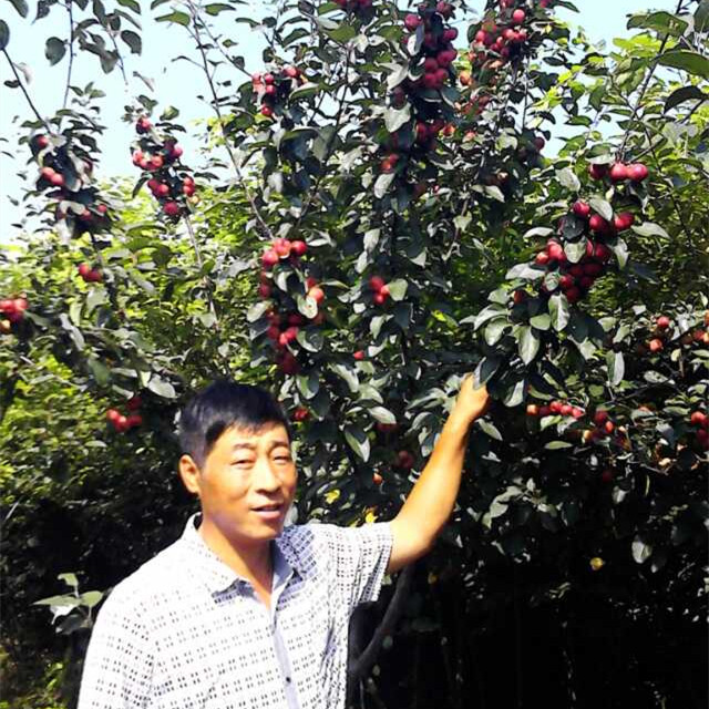 蘭山紅巴倫海棠/君林苗木種植基地