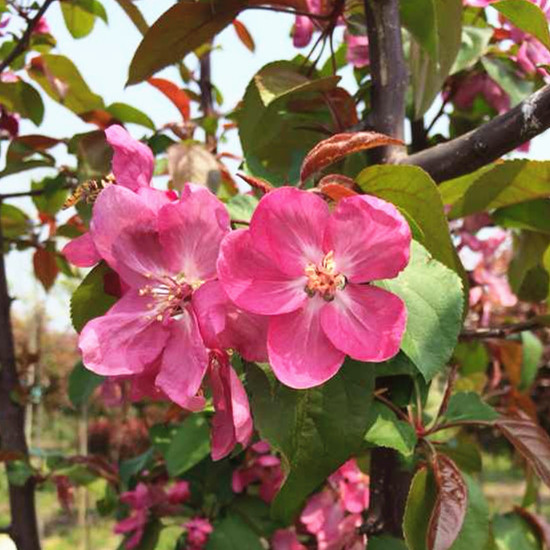 浙江紅巴倫海棠基地/君林苗木種植基地