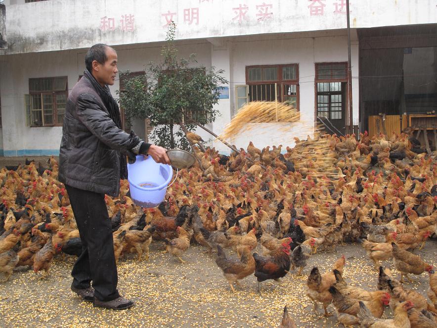 昆明七彩山鸡的价格,昆明贵妃鸡的价格,云南鸡苗批发