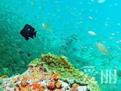 上哪找熱門的沈陽到海南旅游服務    ——阜新國內游