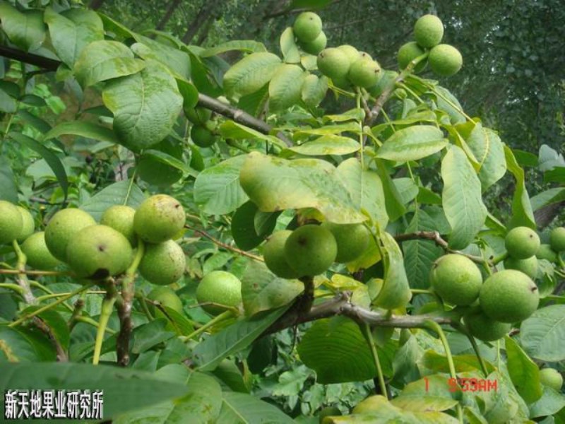 物超所值的山東核桃苗供應(yīng)盡在新天地果業(yè)——山東核桃苗供應(yīng)排行榜