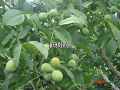 核桃苗基地價(jià)格：為您推薦優(yōu)質(zhì)核桃苗