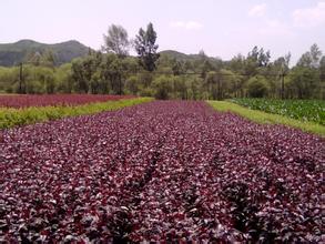 【紫色花篮城堡！】紫叶李树苗【紫叶李种植基地】山东紫叶李价格