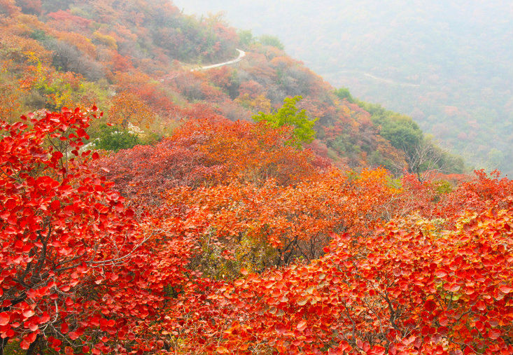 【紫色花籃城堡！】紫葉李樹苗【紫葉李種植基地】山東紫葉李價(jià)格