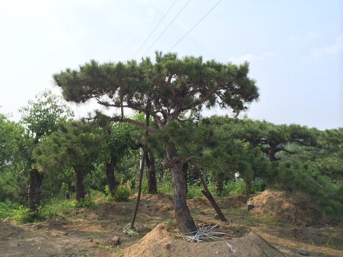 【鄉春季風】上海造型黑松價格/基地直銷