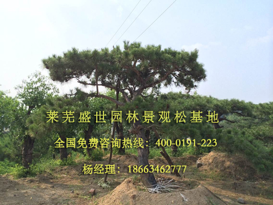 鼎力推薦：廣東造型景觀黑松基地直銷
