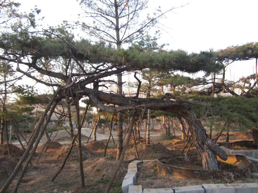 山東疫苗事件：泰山造型黑松基地