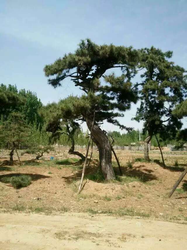 江蘇造型景觀松/造型黑松基地，擁抱大自然！！